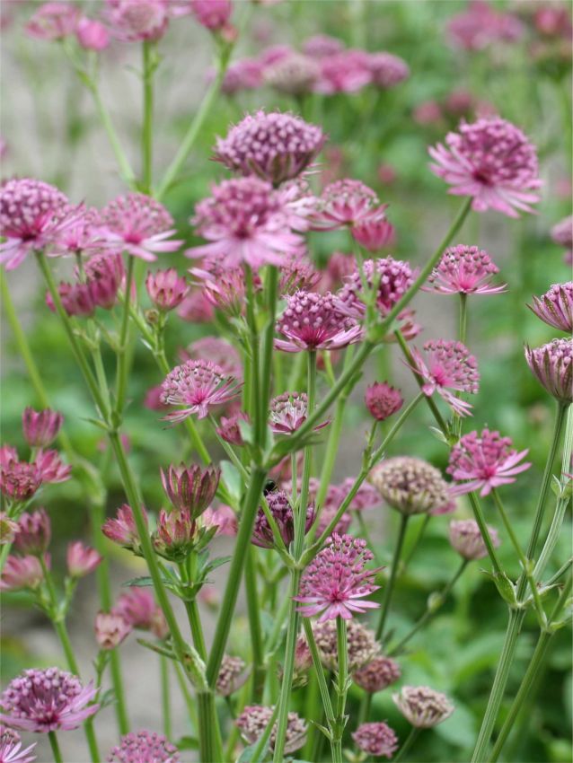 Astrantia Major flower seeds