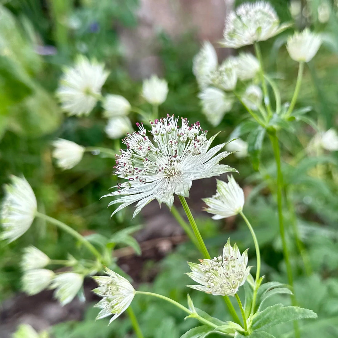 Masterwort flower seeds