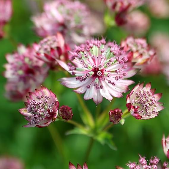 Astrantia Pincushion flower seeds
