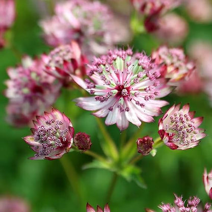 Astrantia Pincushion flower seeds