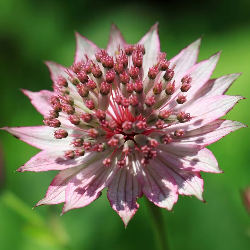 Astrantia flower seeds