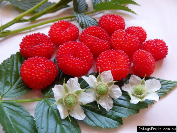 Australian Raspberry Fruit Seeds for Planting – Heirloom Non-GMO Garden Seeds
