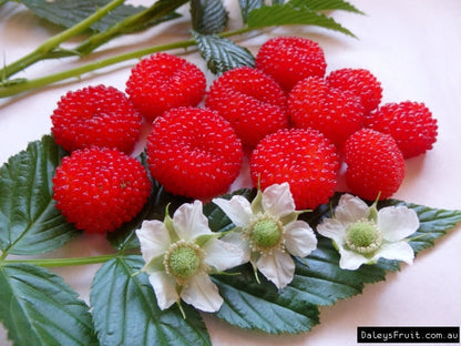 Australian Raspberry Fruit Seeds for Planting – Heirloom Non-GMO Garden Seeds