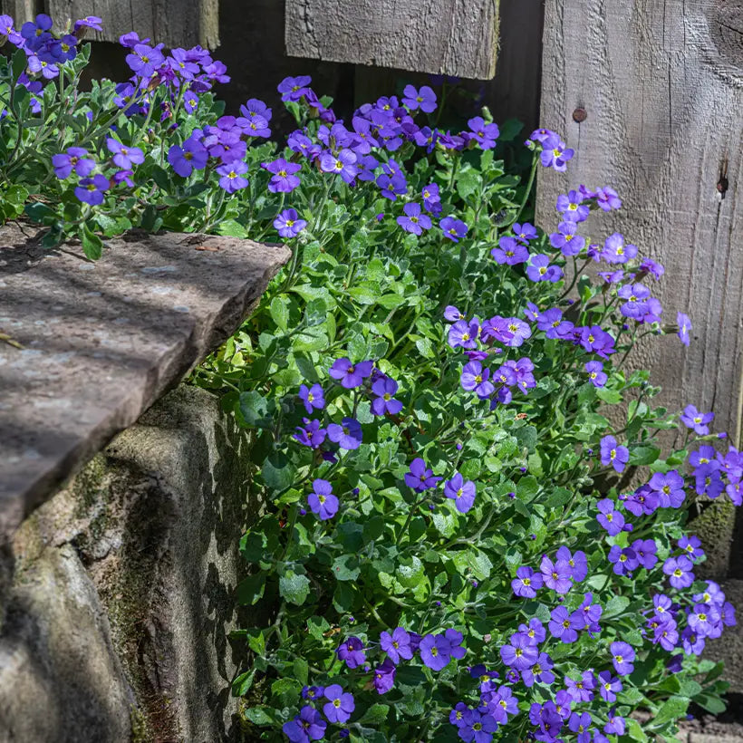 Dark Blue flower seeds