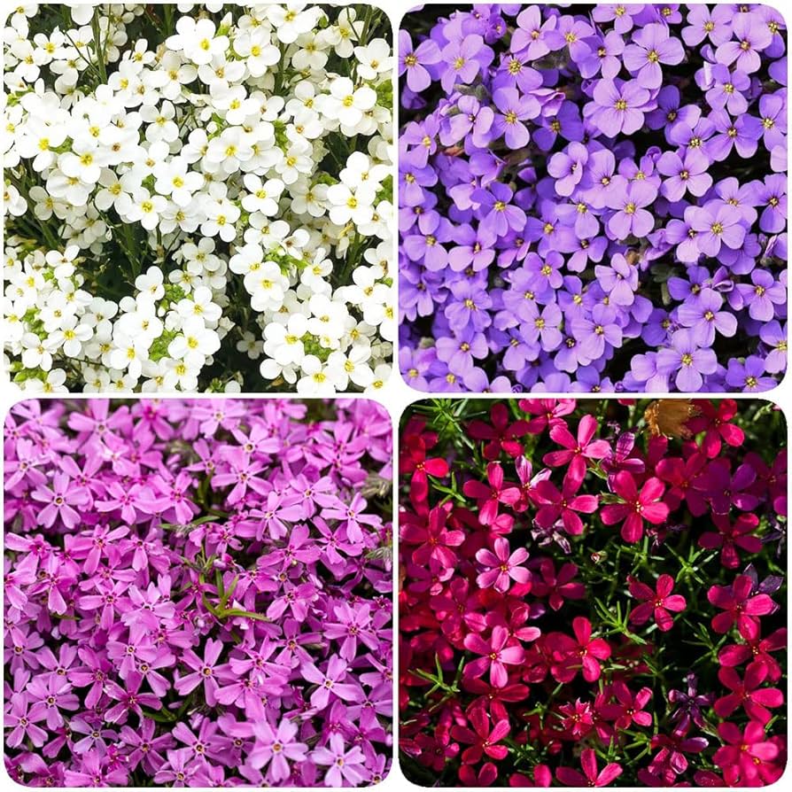 Multi Color flower seeds