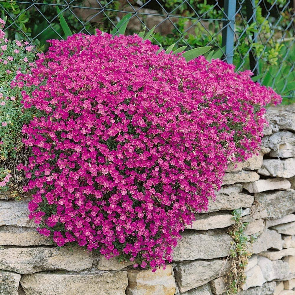 Pink Aubrieta flower seeds