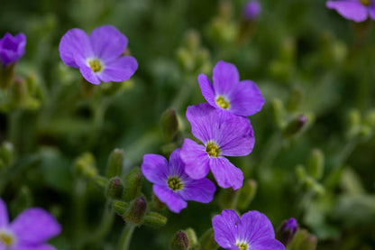 Aubrieta Berro flower seeds with colorful purple blooms growing as a low groundcover in a rock garden