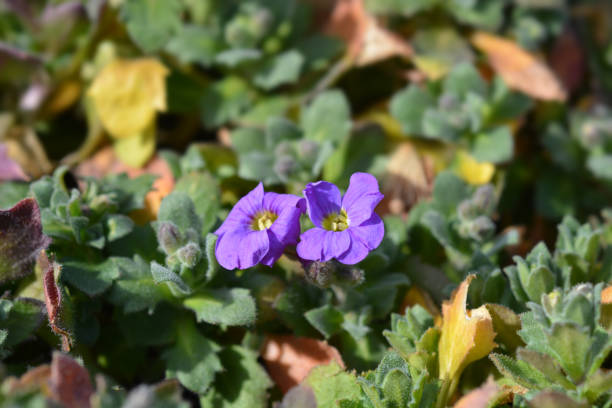 Aubrieta Berro flower seeds with colorful purple blooms growing as a low groundcover in a rock garden