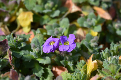 Aubrieta Berro flower seeds with colorful purple blooms growing as a low groundcover in a rock garden