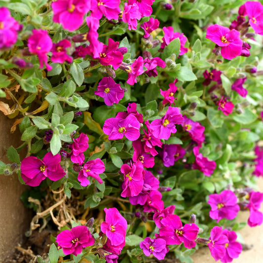 Aubrieta flower seeds