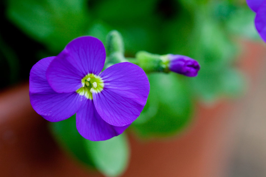 Violet Aubrieta flower seeds