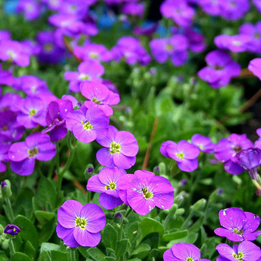 Aubretia flower seeds