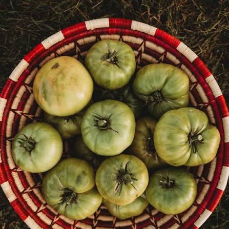 Aunt Ruby's German Green Tomato Seeds for Planting – Large, Juicy Green Heirloom Beefsteak Tomatoes for Home Gardens