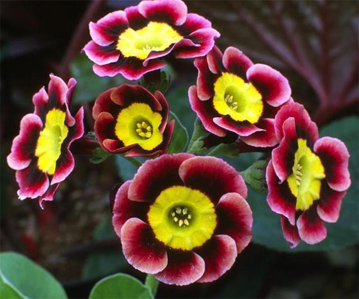Auricula Primula flower seeds