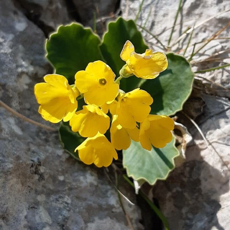 Aurikel flower seeds