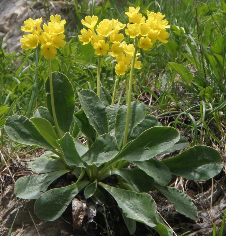 Aurikel flower seeds for planting with vibrant colorful blooms in a garden