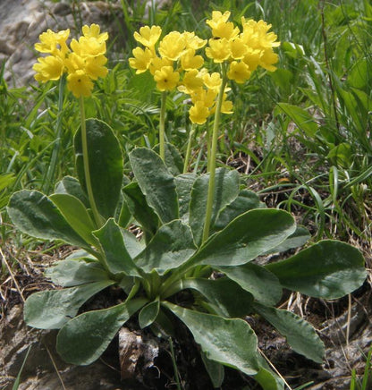 Aurikel flower seeds for planting with vibrant colorful blooms in a garden