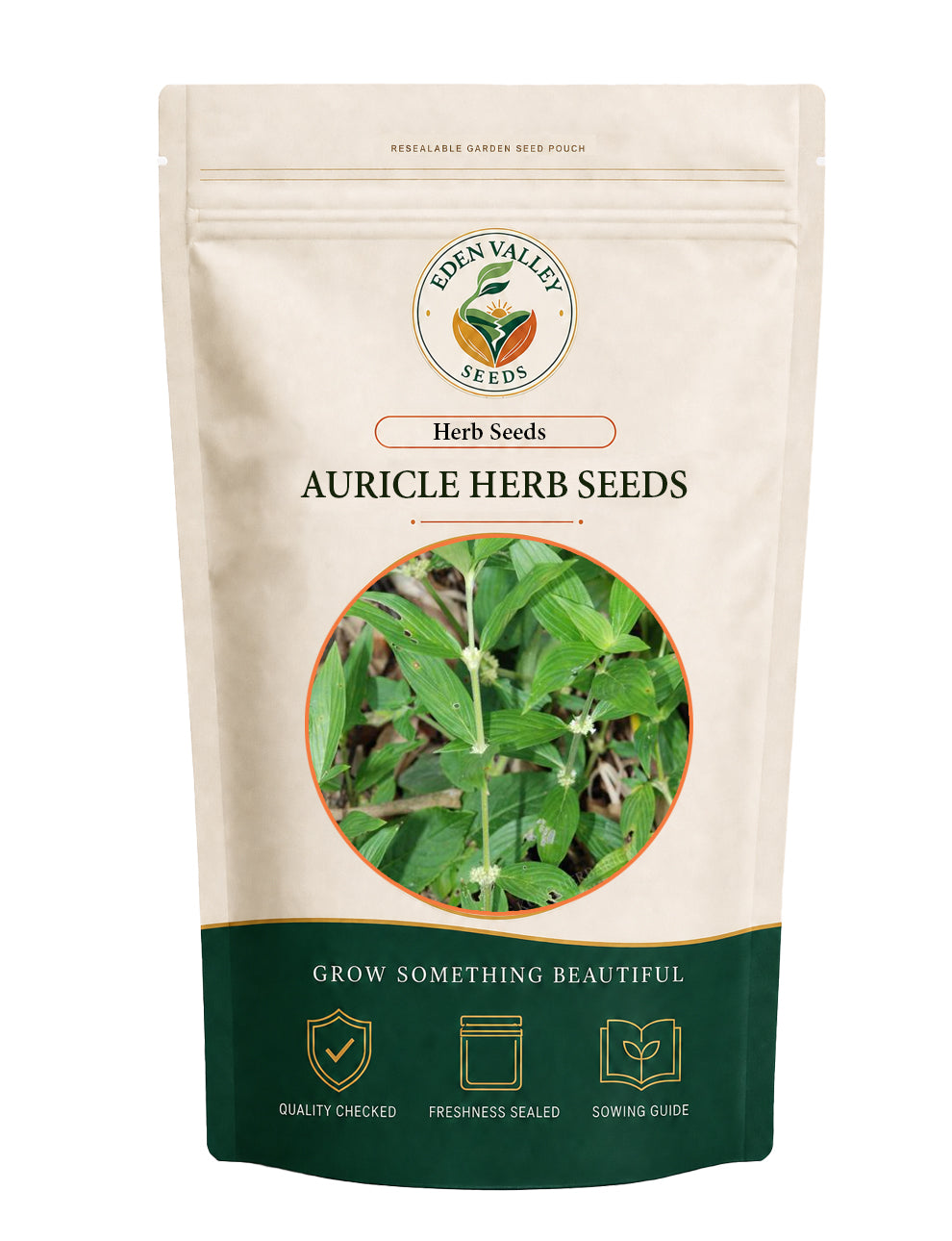 Aurikel flower seeds for planting with colorful aurikel blooms