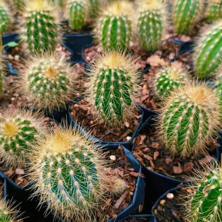 Austrocephalocereus Cactus with Upright Columnar Growth