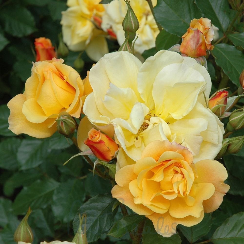 Autumn Sunset Rose plant