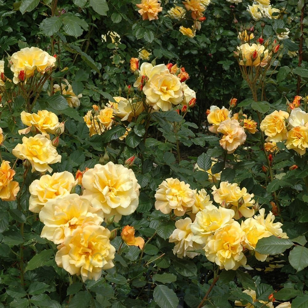 Autumn Sunset Rose plant