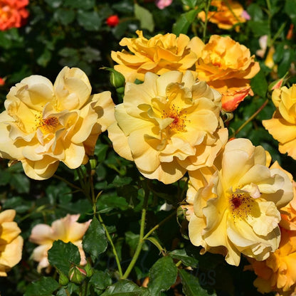 Autumn Sunset Rose plant