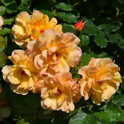 Autumn Sunset Rose plant