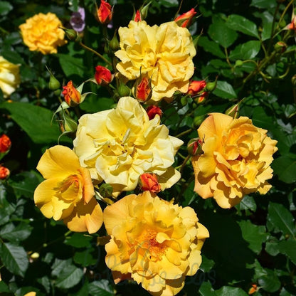 Autumn Sunset Rose plant