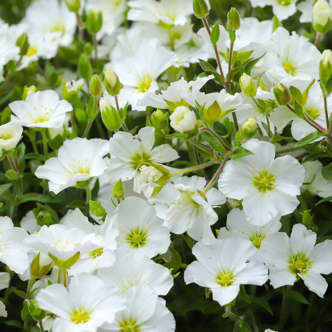 Avalanche flower seeds