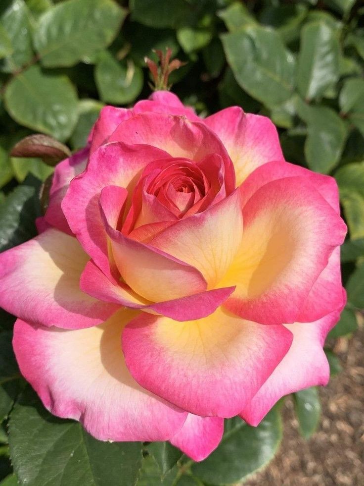 Yellow Pink flower seeds
