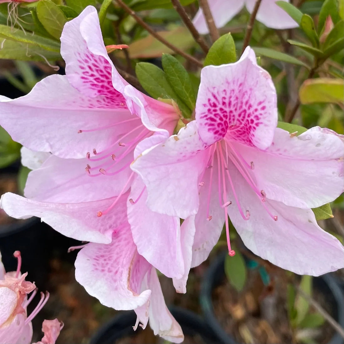 Baby Pink flower seeds