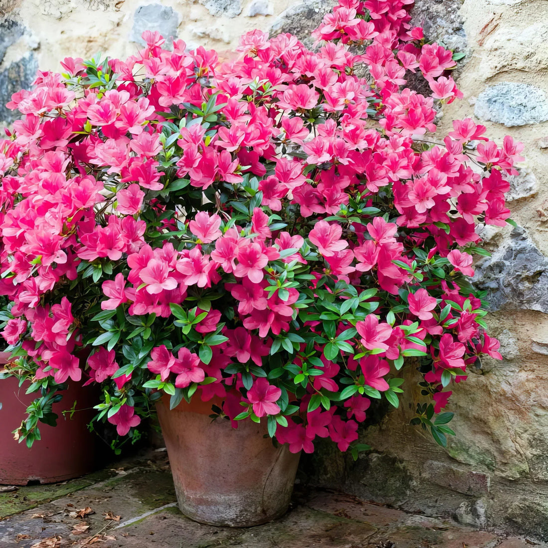 Pink Azalea flower seeds