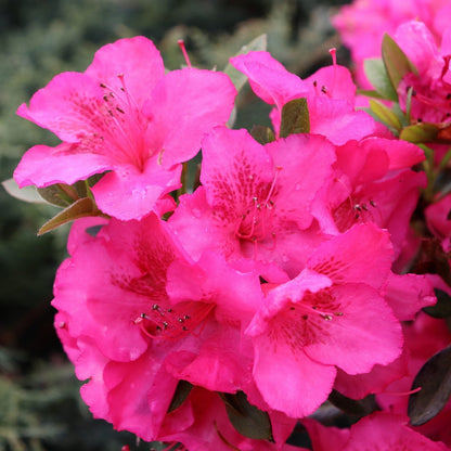 Pink Azalea flower seeds