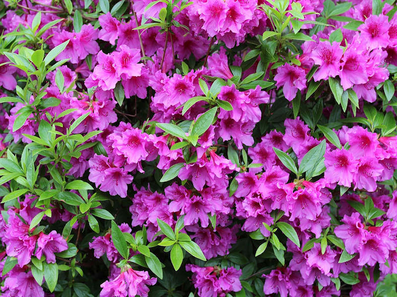 Pink Azalea flower seeds