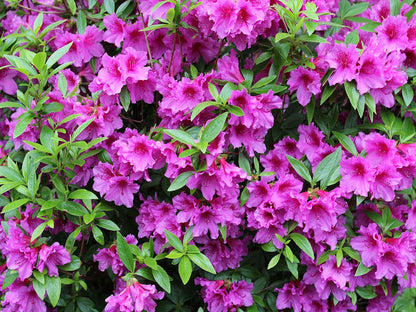 Pink Azalea flower seeds