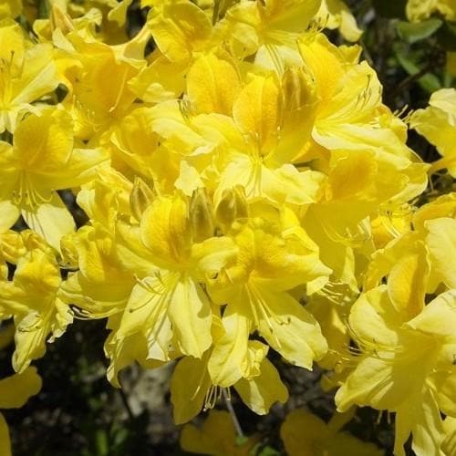 Yellow Azalea flower seeds
