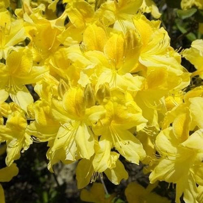 Yellow Azalea flower seeds