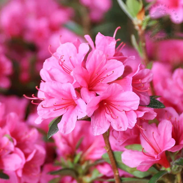 Azalea Pink flower seeds