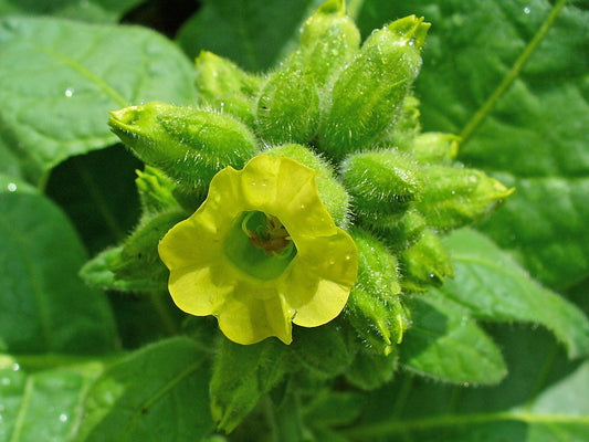 Aztec Tobacco Herb Seeds for Planting – Heirloom Non-GMO Garden Seeds