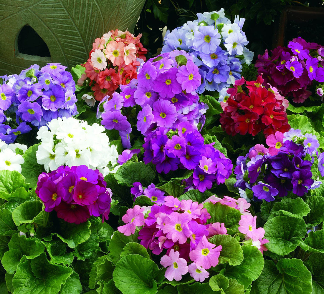 Primrose Primula flower seeds