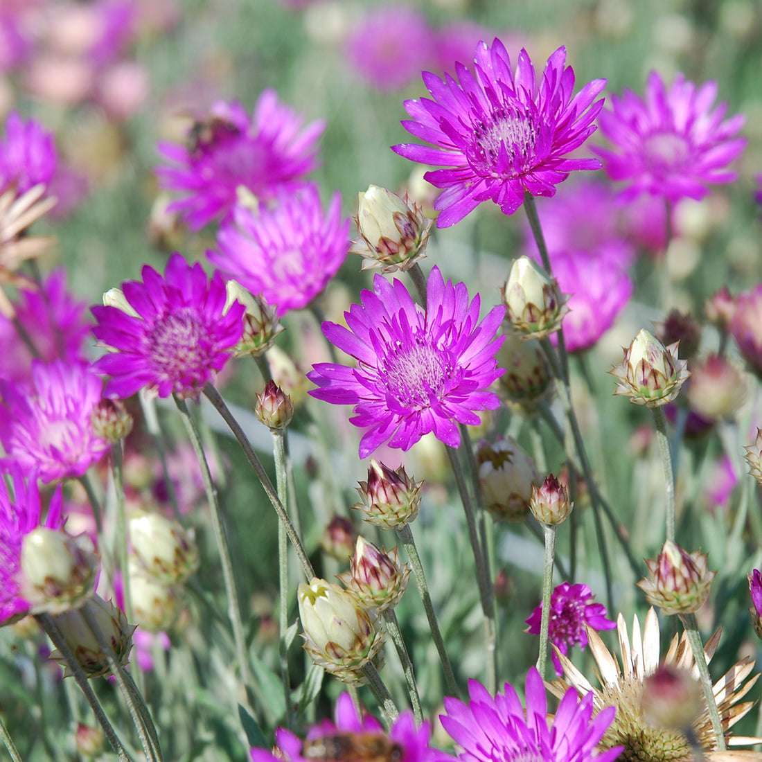 Lavender Xeranthemum flower seeds
