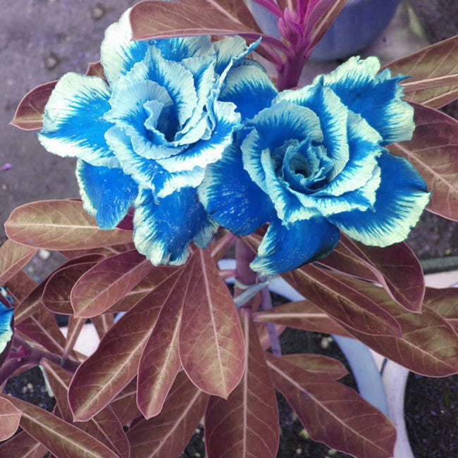 Sky Blue flower seeds