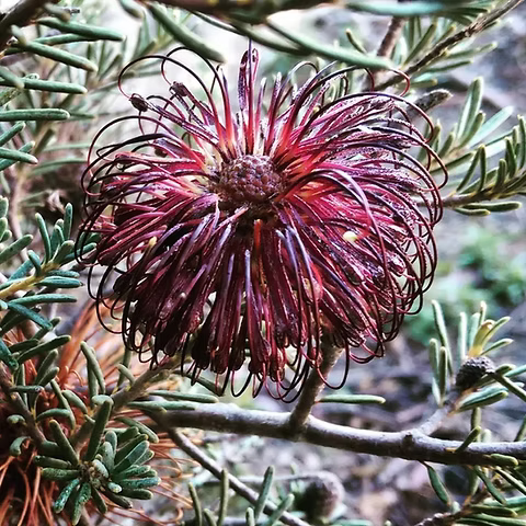 Violet Banksia flower seeds