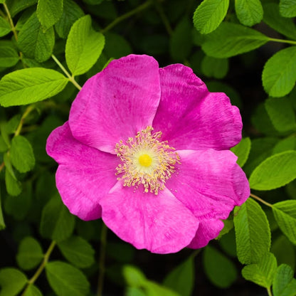 Pink Rugosa flower seeds