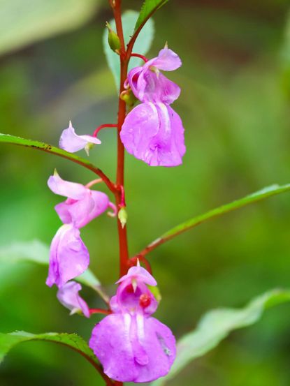 Baby Pink flower seeds