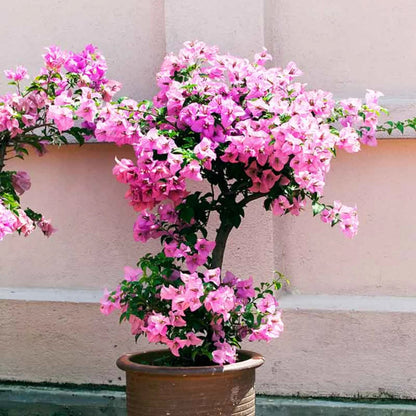 Baby Pink flower seeds