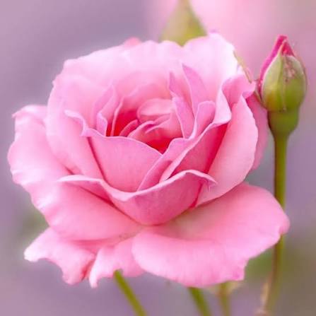 Baby Pink Rose Flowers Growing in Garden Border
