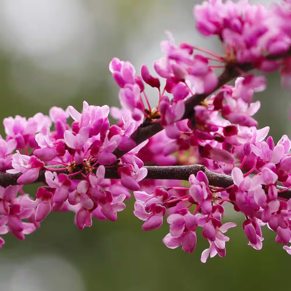 Baby Pink flower seeds