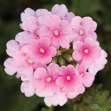 Soft Pink Verbena Flower Clusters with Green Foliage