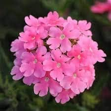 Soft Pink Verbena Flower Clusters with Green Foliage